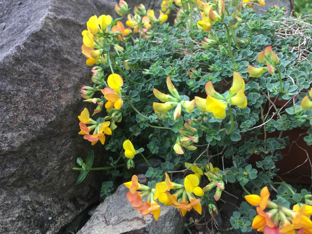 Lotus corniculatus var crassifolia